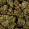 CBD - RASPBERRY HAZE