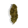 CBD - LEMON HAZE