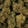 CBD - LEMON HAZE
