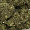 CBD - PINK LADY KUSH