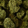 CBD - BUBBLEGUM