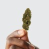CBD - WHITE DAWG