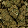 CBD - WHITE DAWG