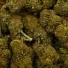 CBD - CANDY KUSH