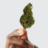 CBD - EUPHORIA
