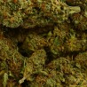 CBD - SHERBET